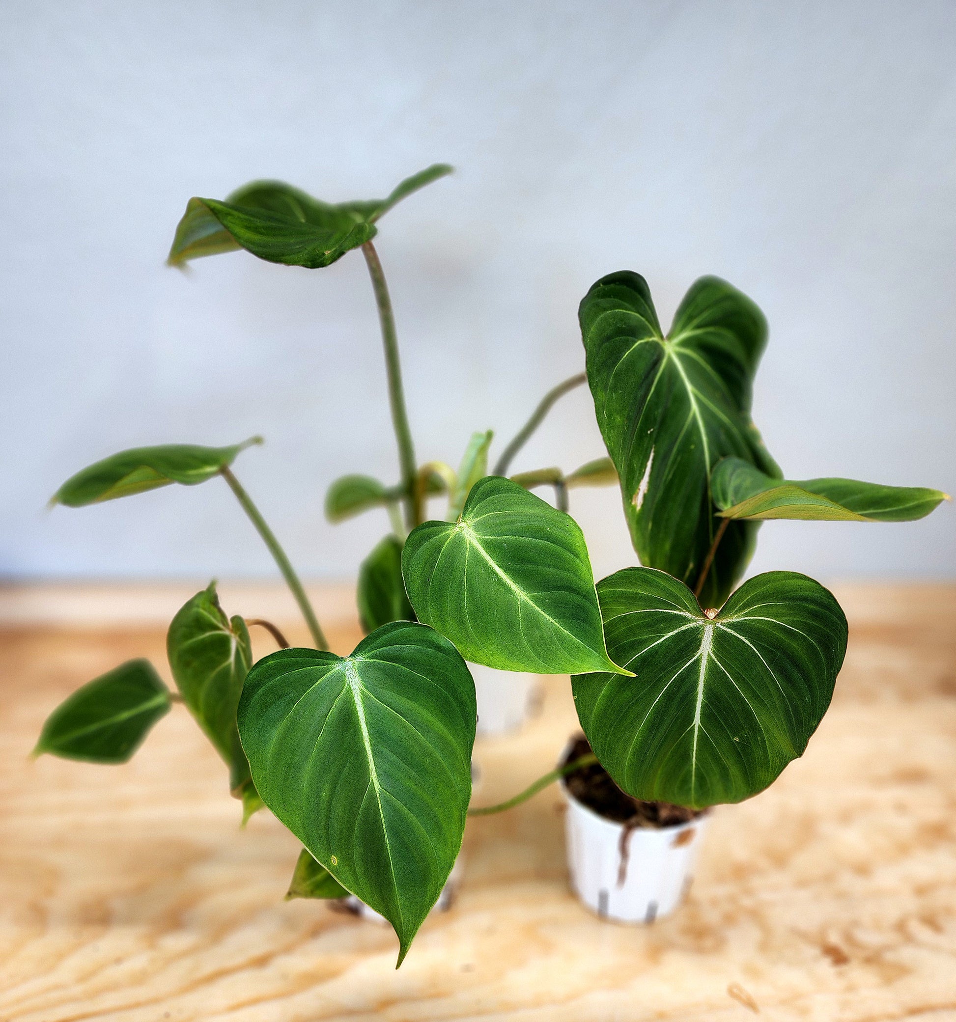 is philodendron gloriosum a climber Philodendron Gloriosum (Creeping Velvet Philodendron) – Nature's Gems