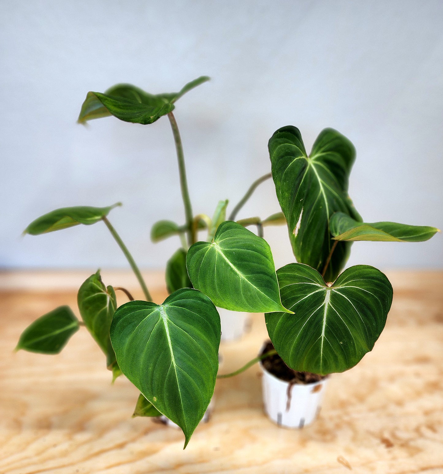Philodendron Gloriosum (Creeping Velvet Philodendron)