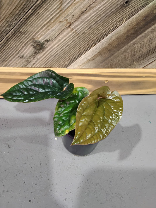 Anthurium Radicans X Luxurians