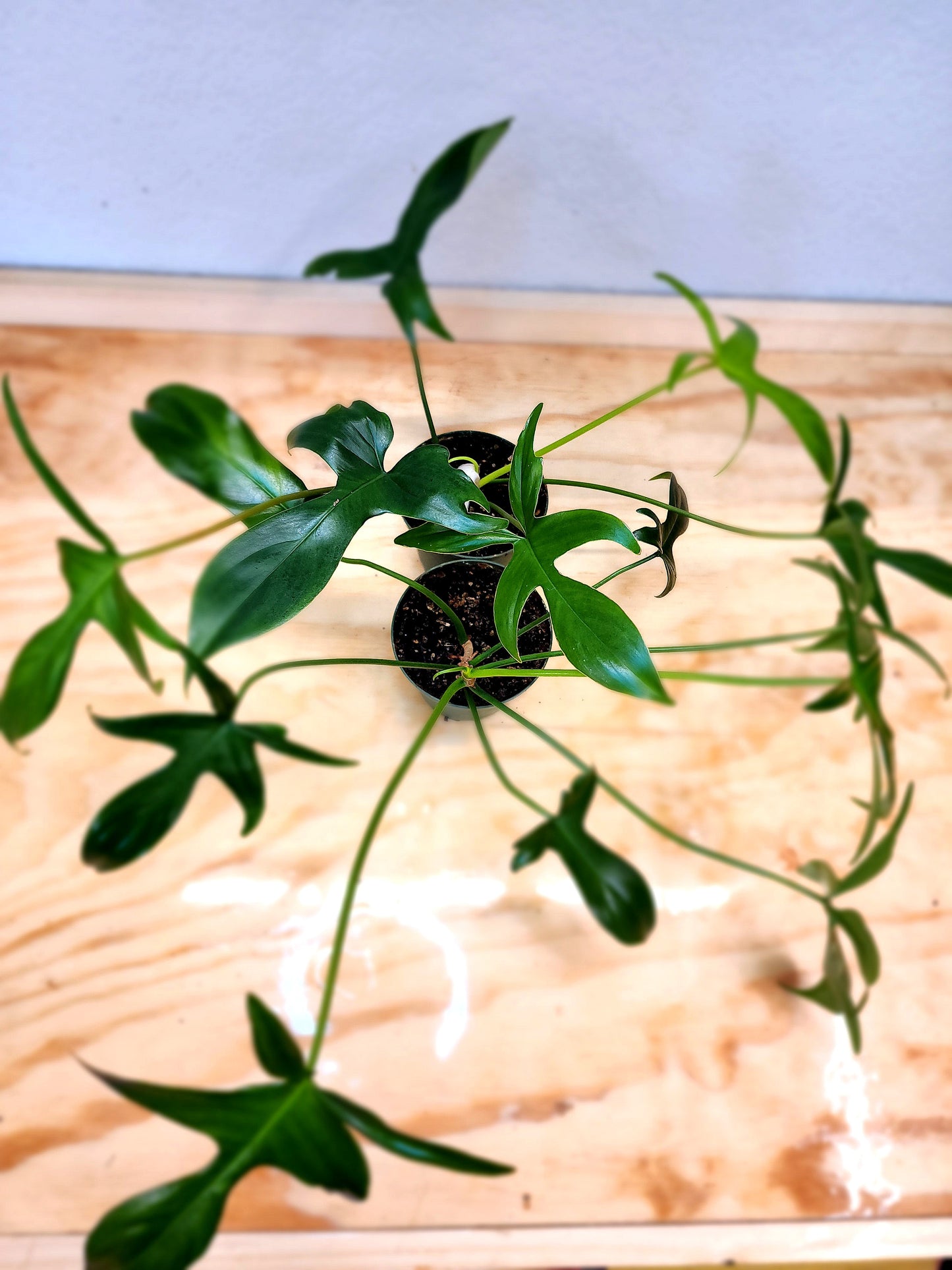 Philodendron Pedatum (Glad Hands)