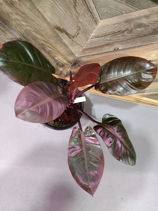 Philodendron 'Black Cardinal'