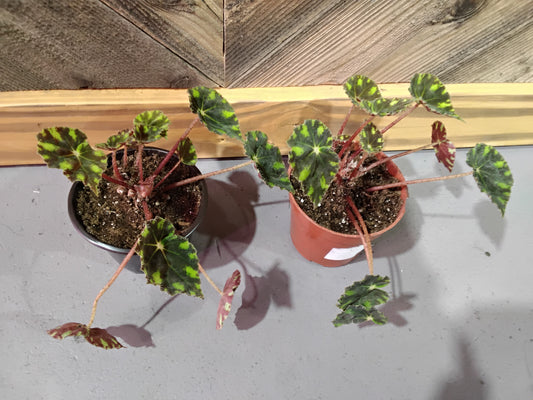 Begonia Bowerae (Begonia Tiger Paws)