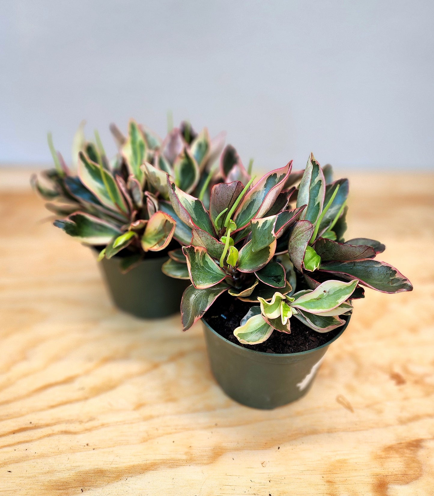 Peperomia Clusiifolia (Rainbow Ginny Peperomia)