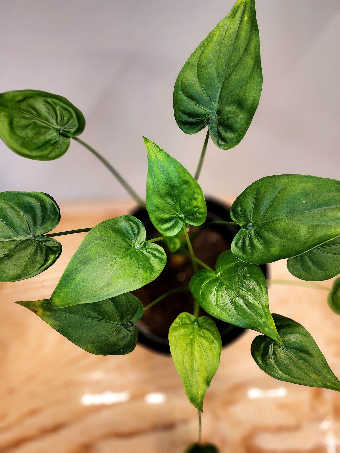 Alocasia Cucullata (Chinese Taro Plant)