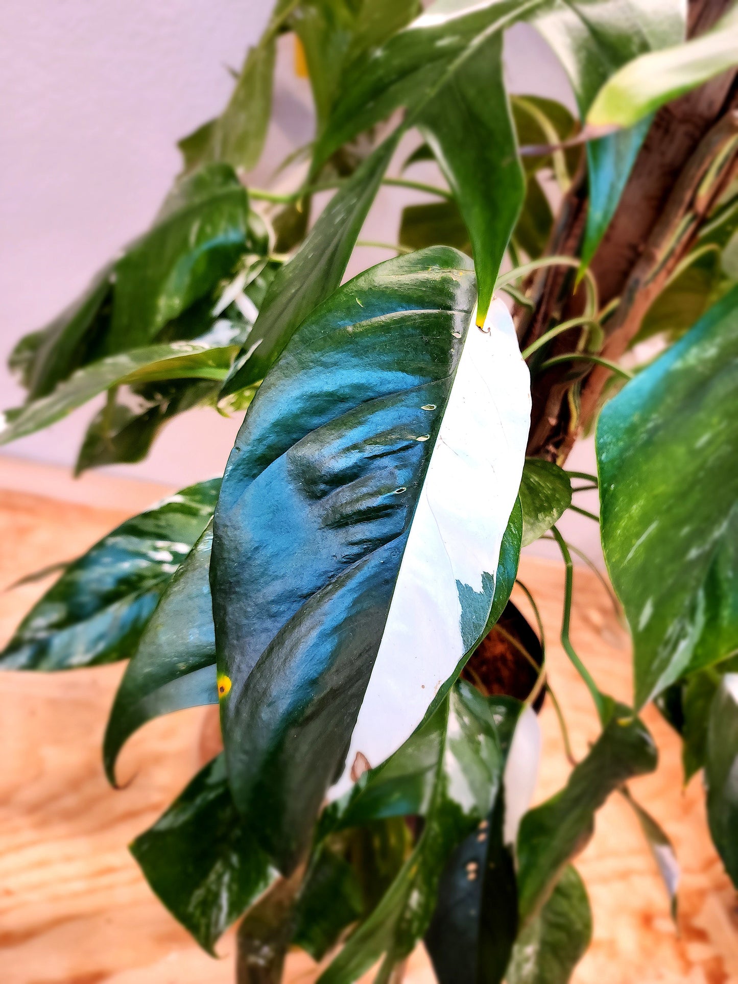 Epipremnum Pinnatum Albo Variegata (Variegated Dragon-Tail Plant)
