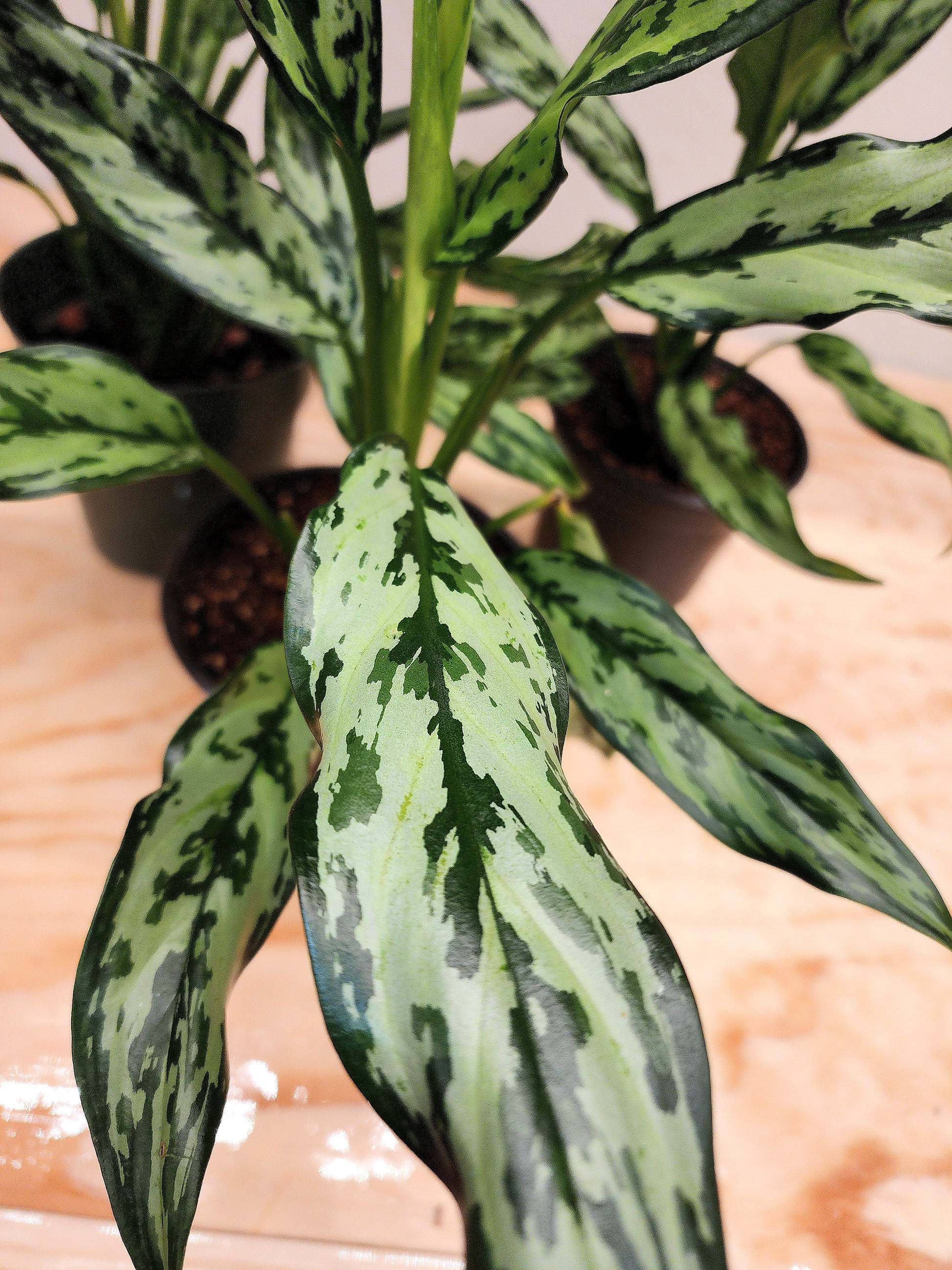 aglaonema juliette care Aglaonema Juliette (Chinese Evergreen) – Nature's Gems