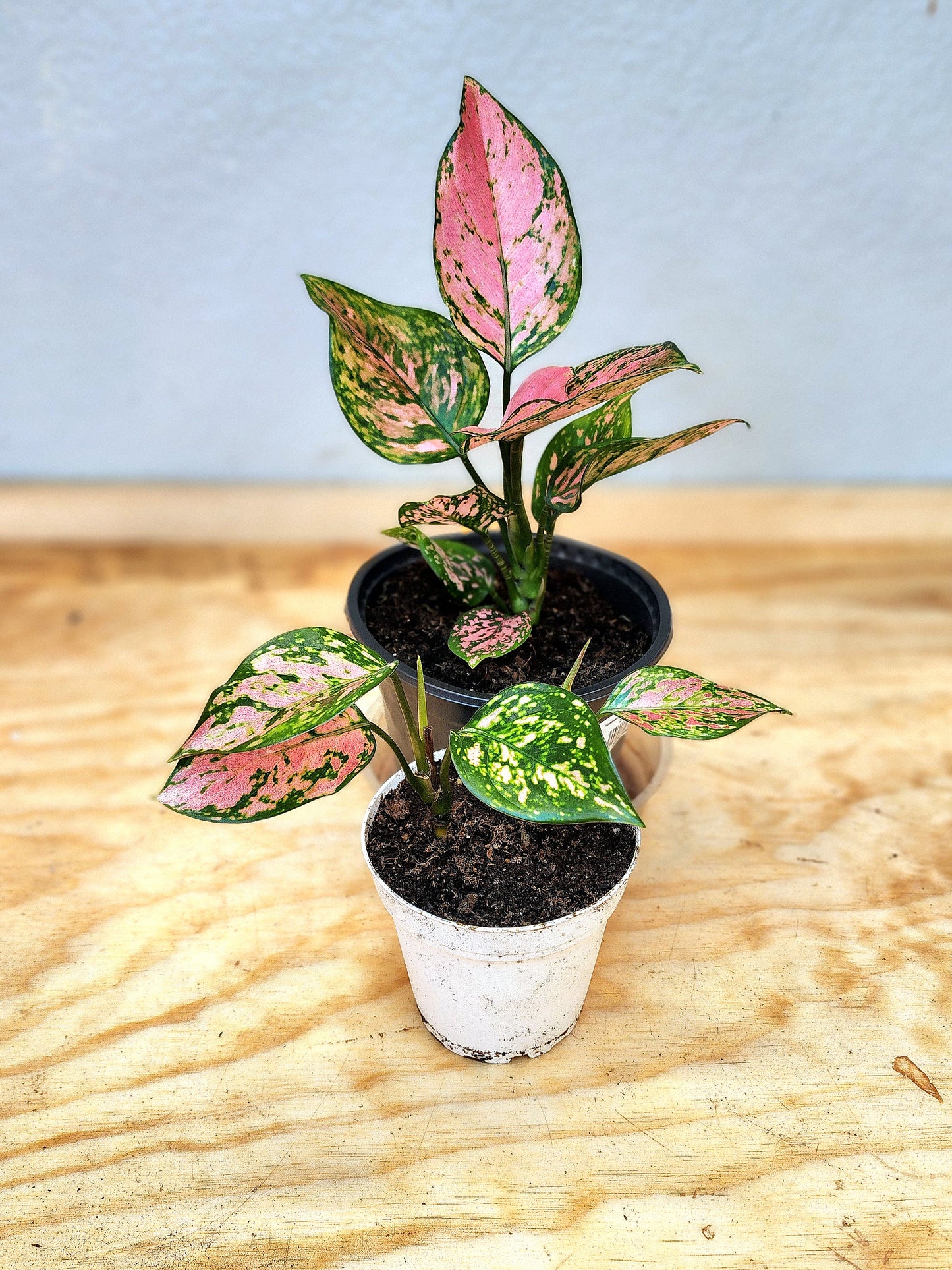 Aglaonema Commutatum (Lady Valentine Aglaonema)