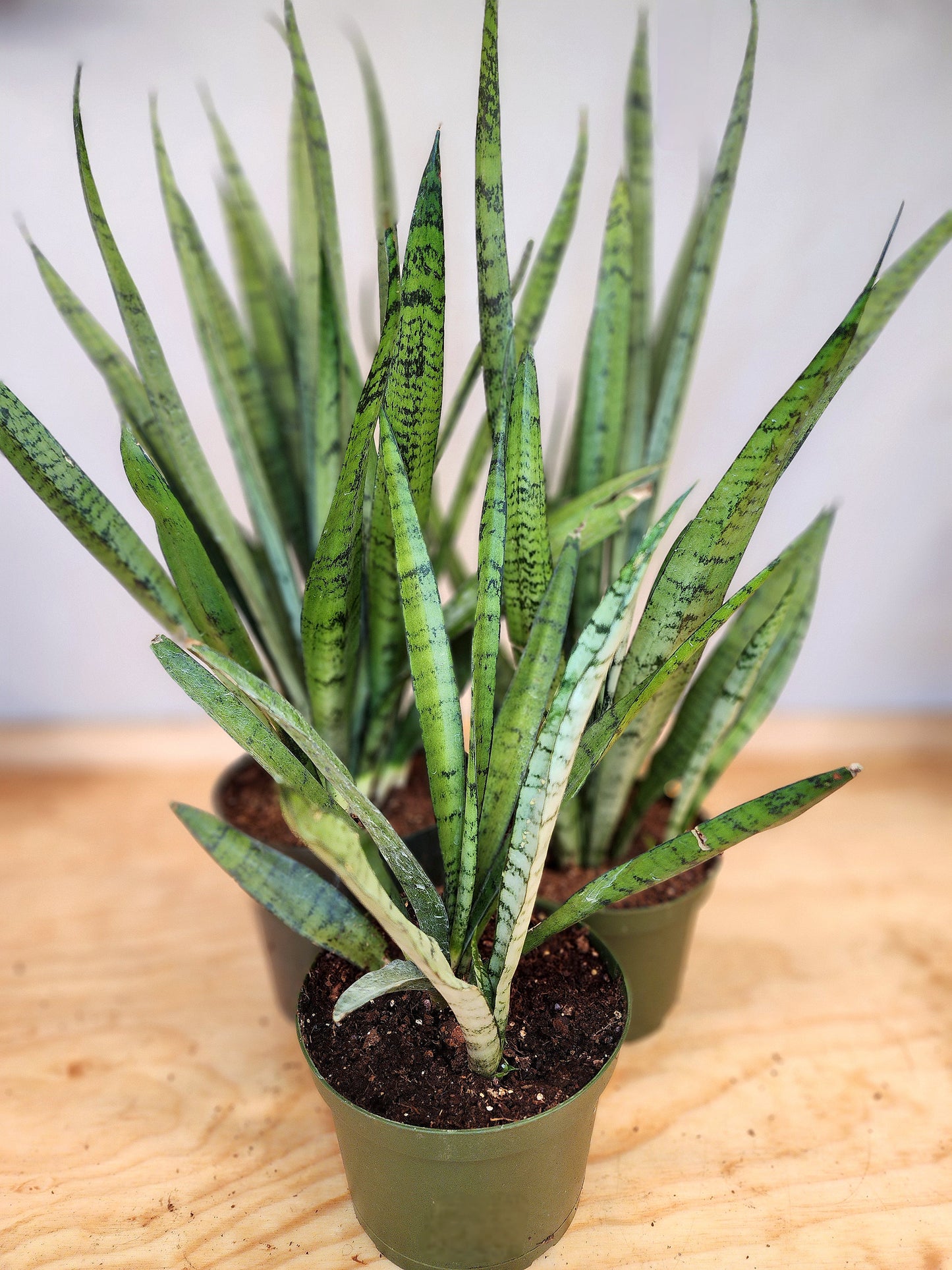 Sansevieria Zeylanica (Bowstring Hemp)
