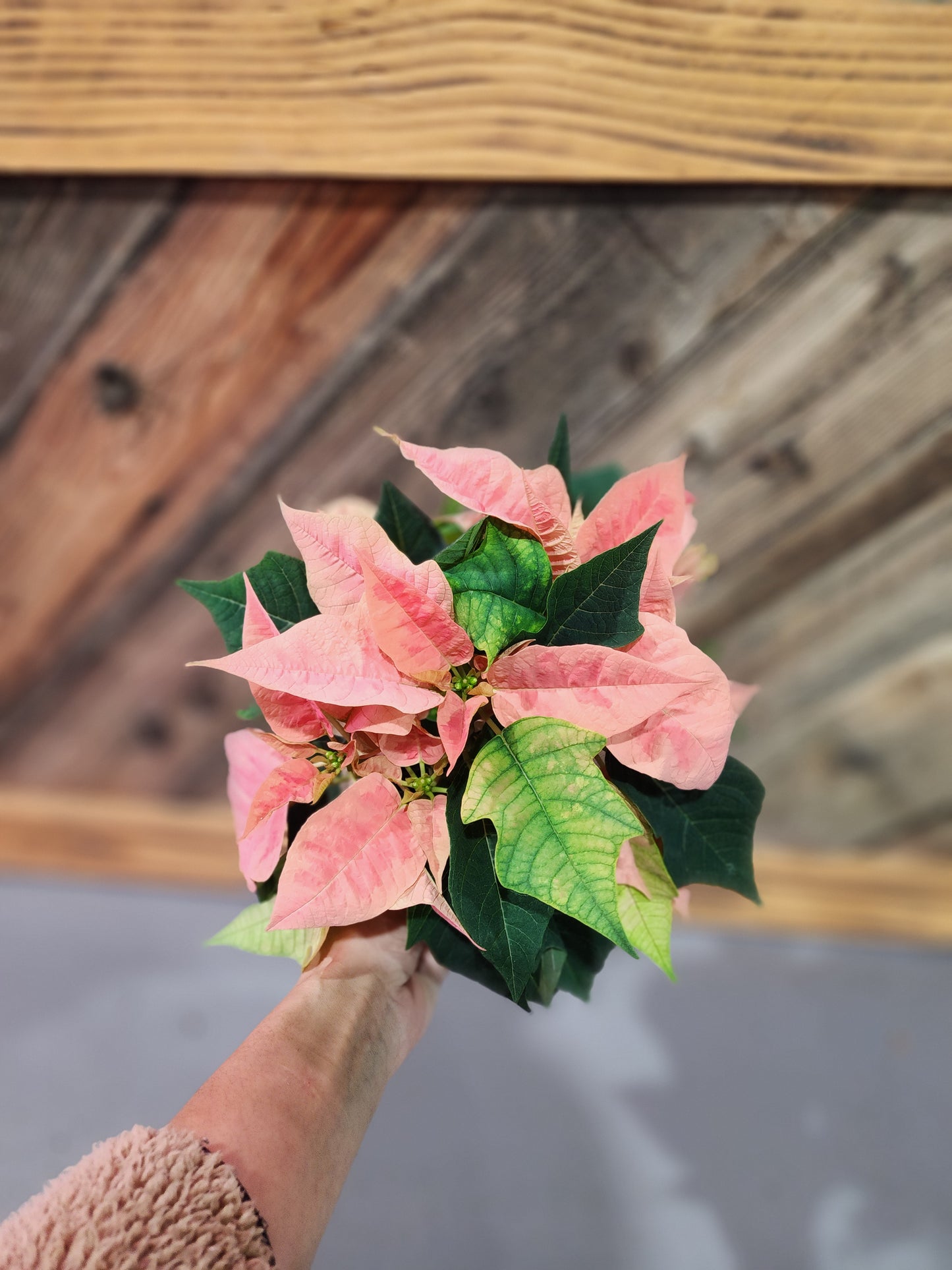 Poinsettia