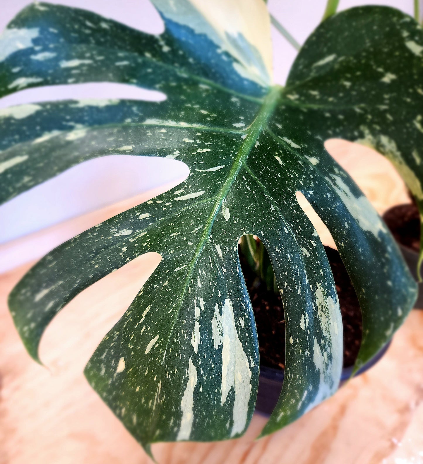 Monstera Deliciosa 'Thai Constellation' (Thai Con Monstera)