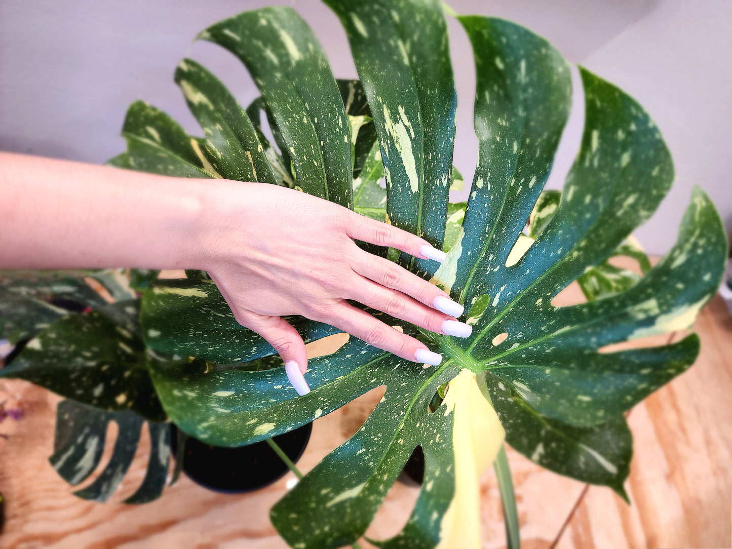 Monstera Deliciosa 'Thai Constellation' (Thai Con Monstera)