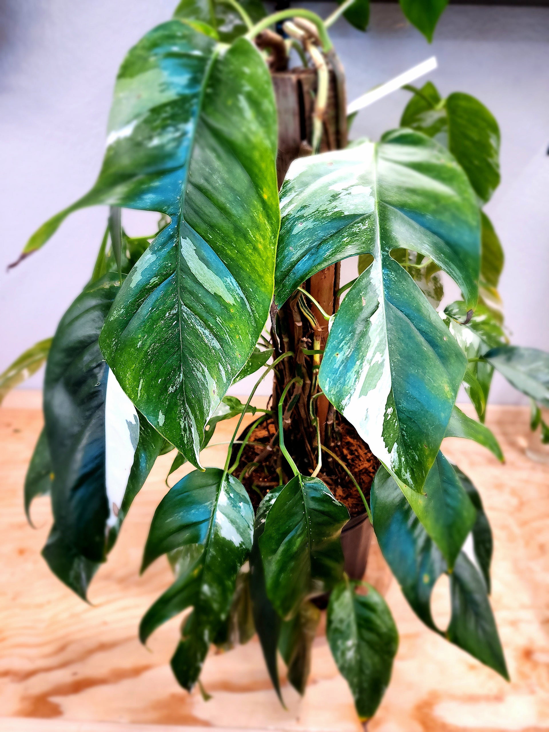 epipremnum pinnatum variegata care Epipremnum Pinnatum Albo Variegata (Variegated Dragon-Tail Plant) –  Nature's Gems