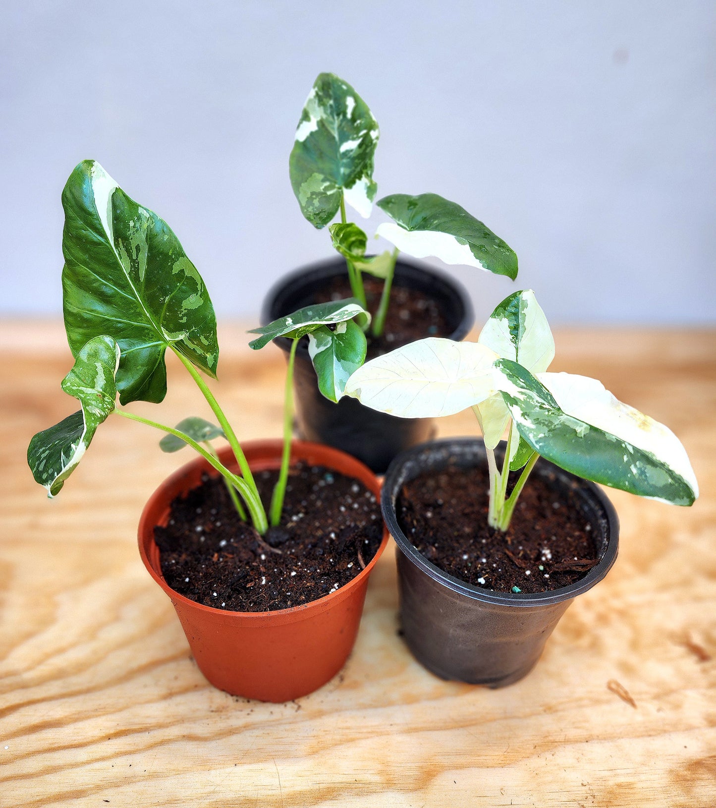 Alocasia Macrorrhiza Variegata (Variegated Elephant Ear Alocasia) –  Nature's Gems