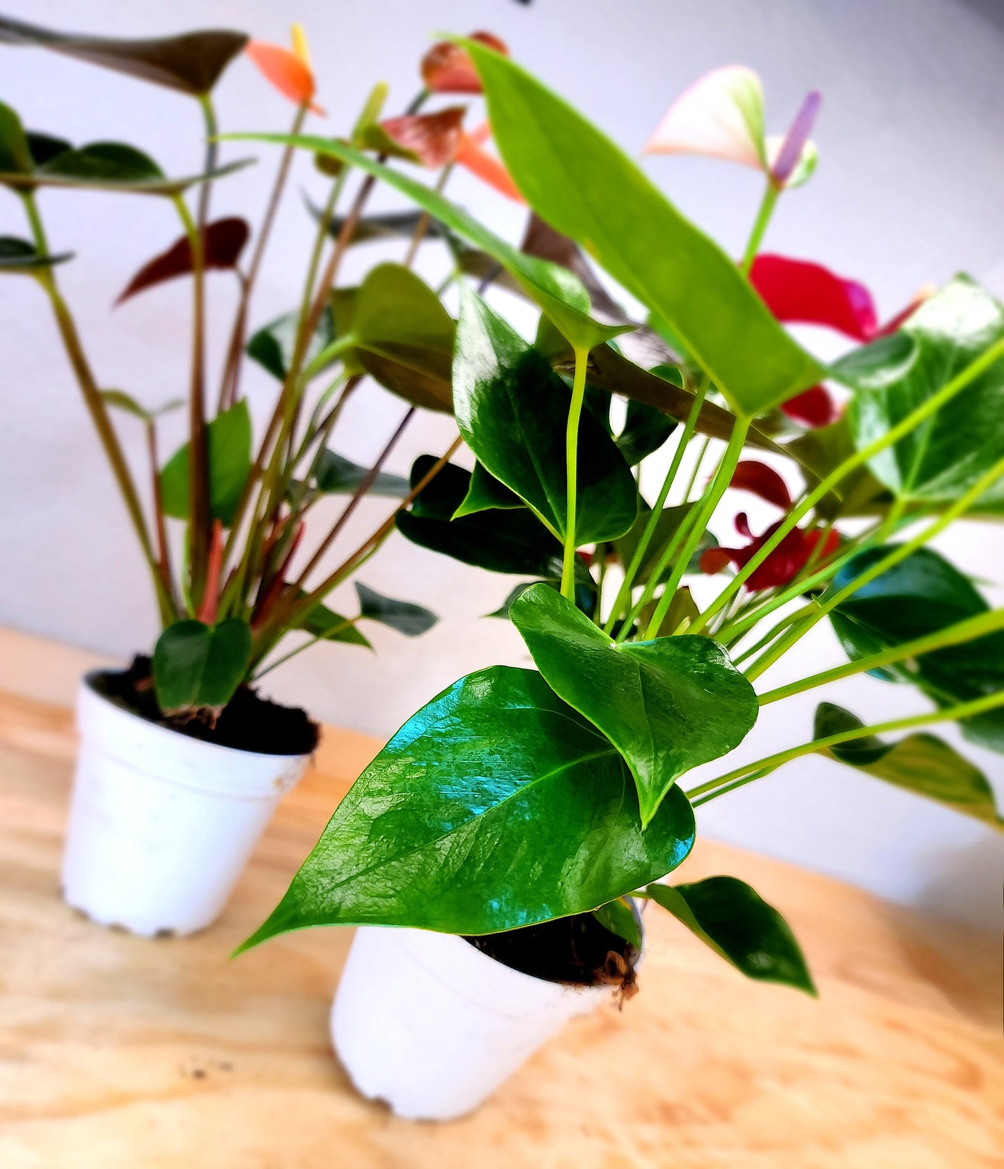Anthurium Andraeanum (Flamingo Lily)