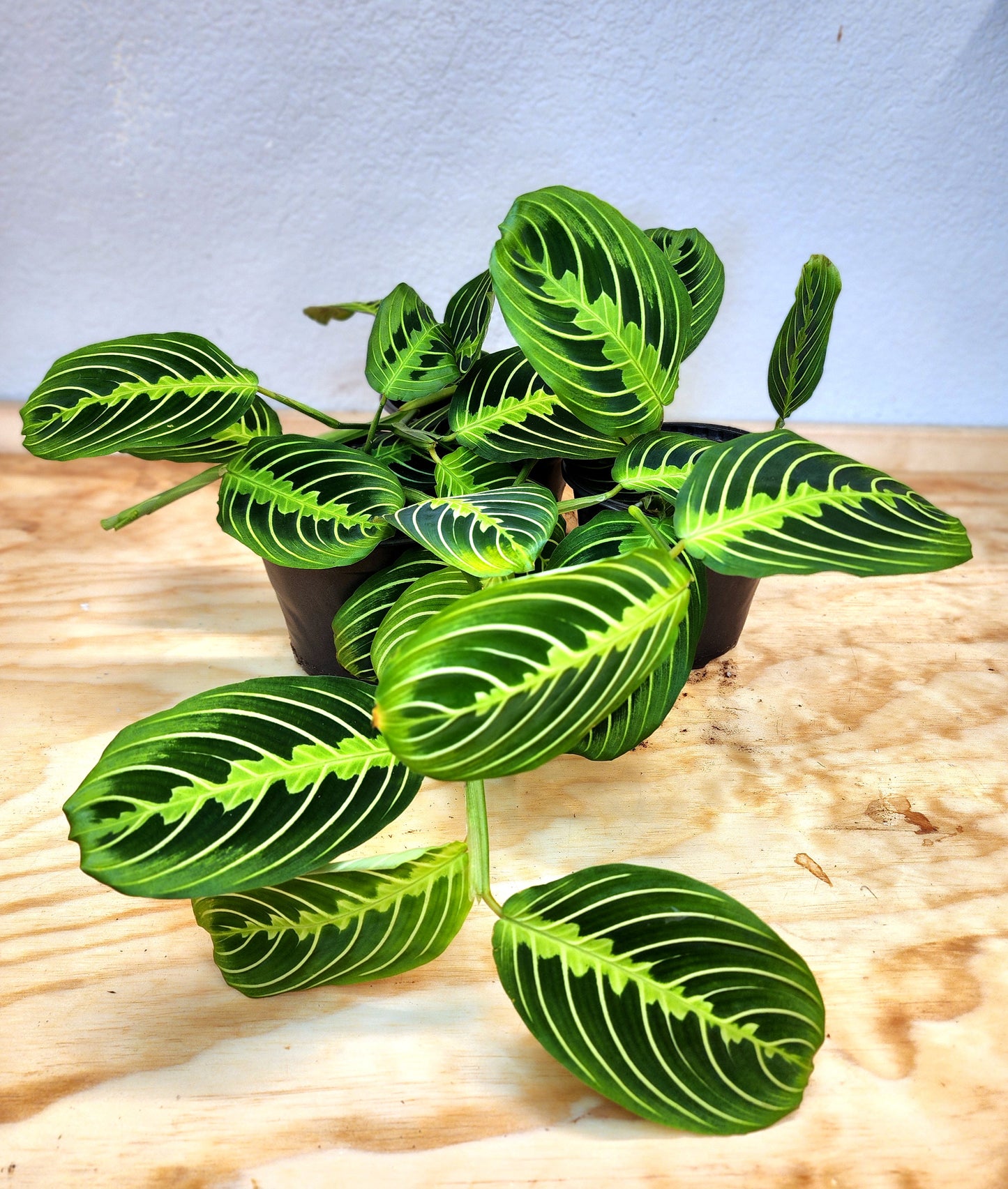 Maranta Leuconeura (Lemon-Lime Maranta)