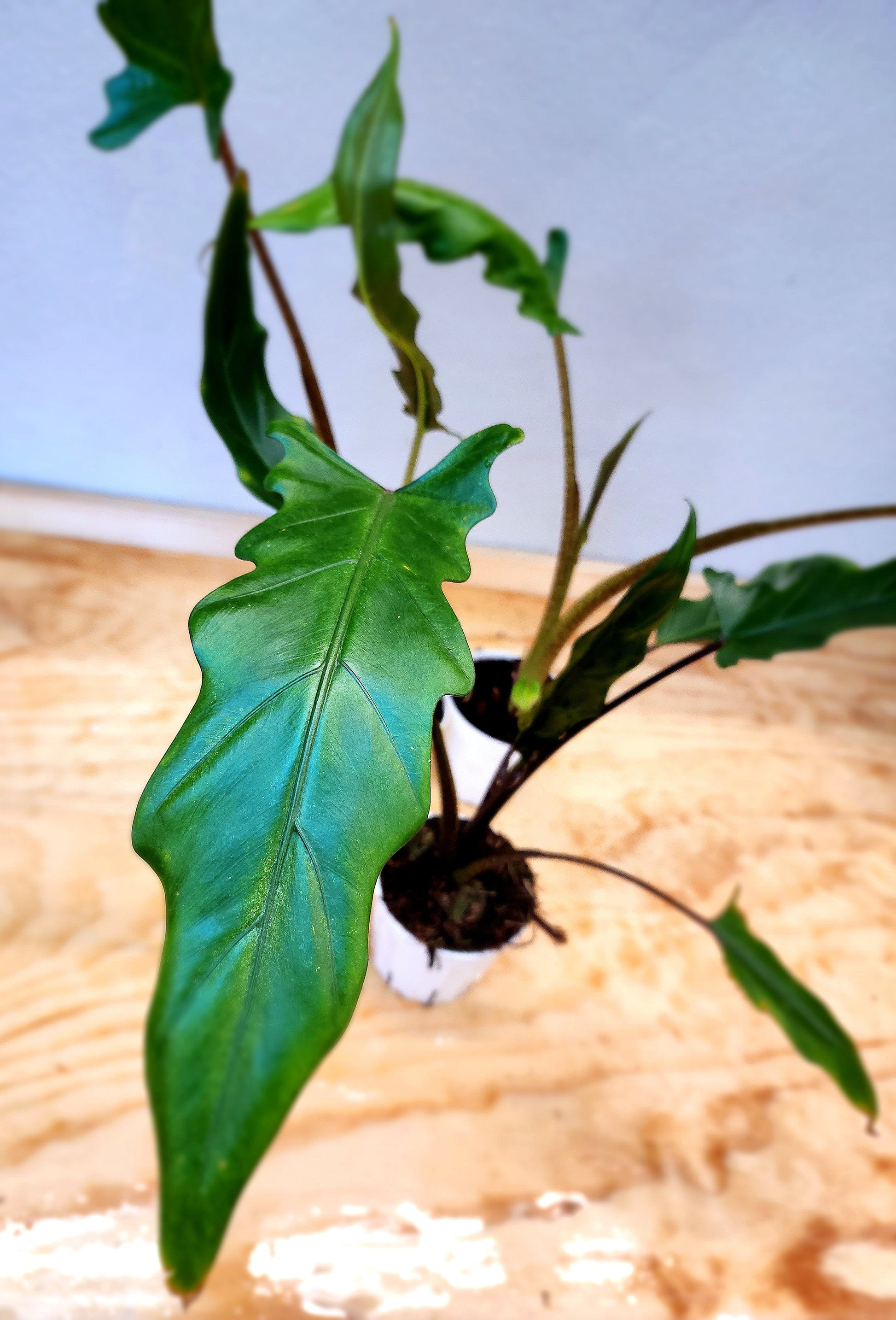 purple sword philodendron Alocasia Lauterbachiana (Purple sword alocasia)