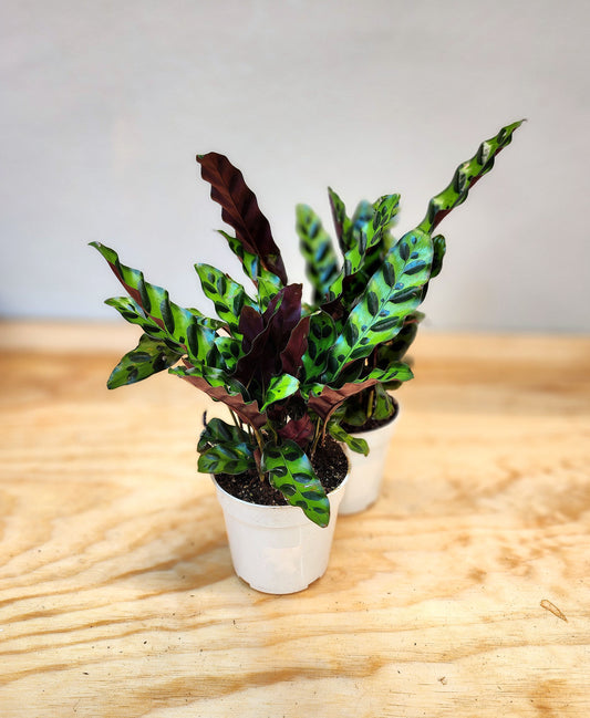 Goeppertia Insignis (Rattlesnake Plant)