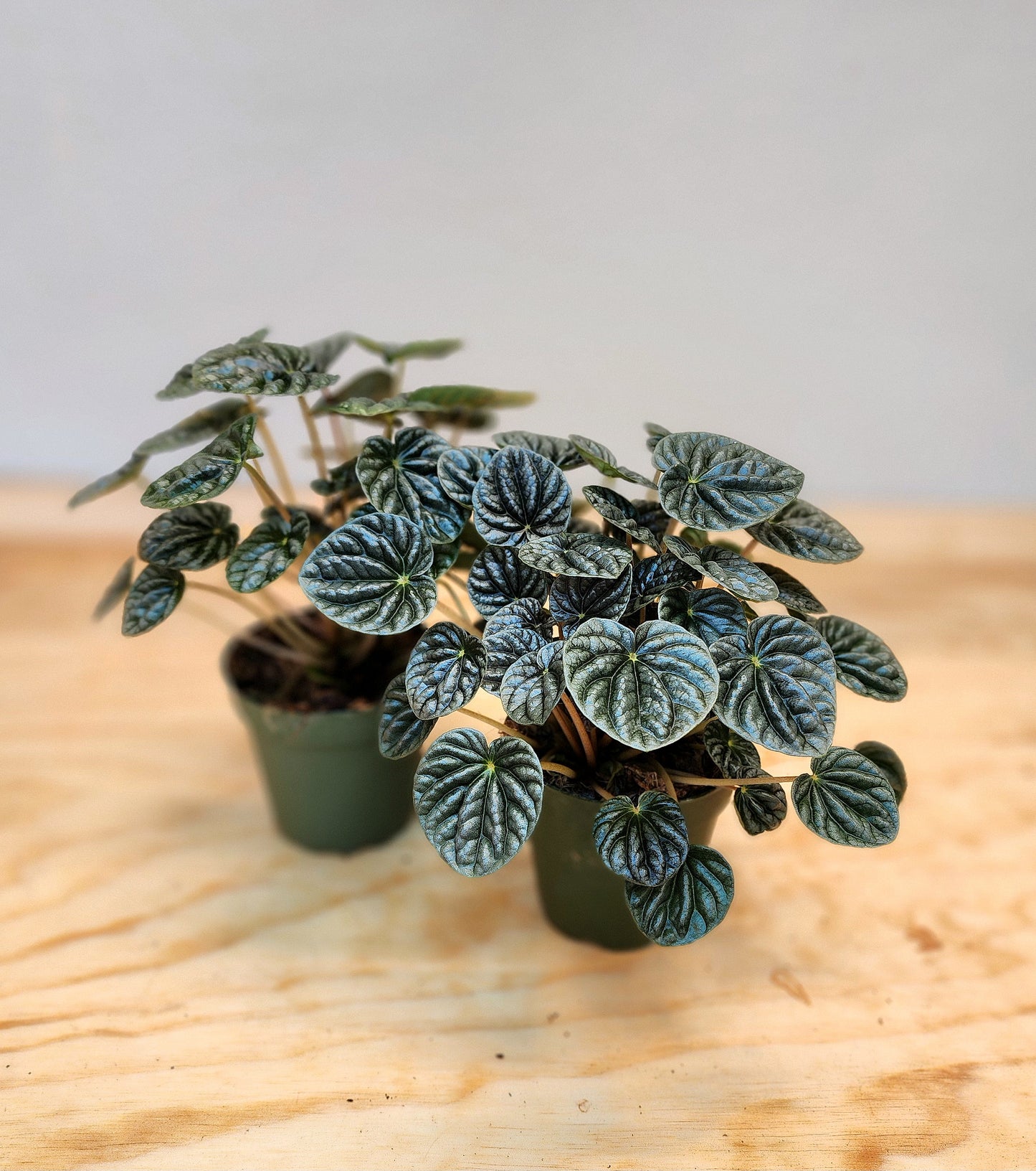 Peperomia Caperata (Dark Ripple)