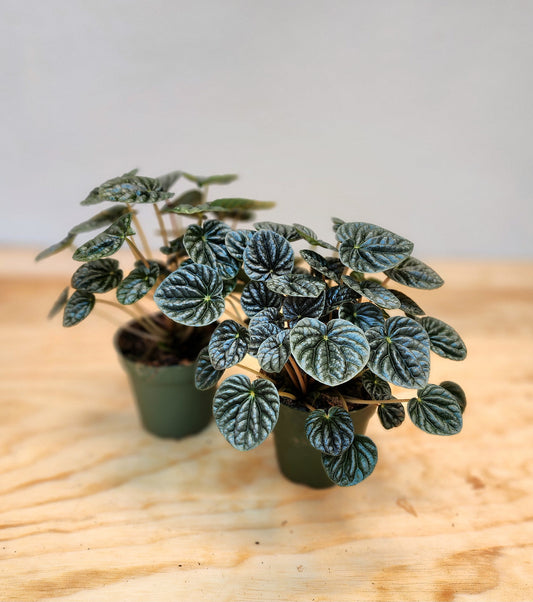 Peperomia Caperata (Dark Ripple)