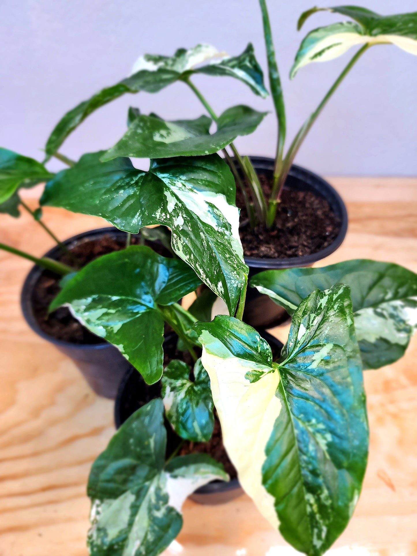 Syngonium podophyllum albo-variegatum (Variegated Arrowhead Vine)