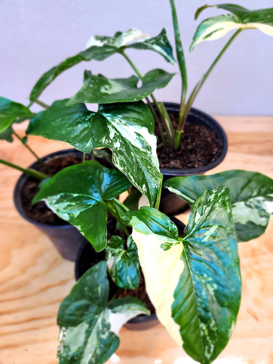 Syngonium podophyllum albo-variegatum (Variegated Arrowhead Vine)