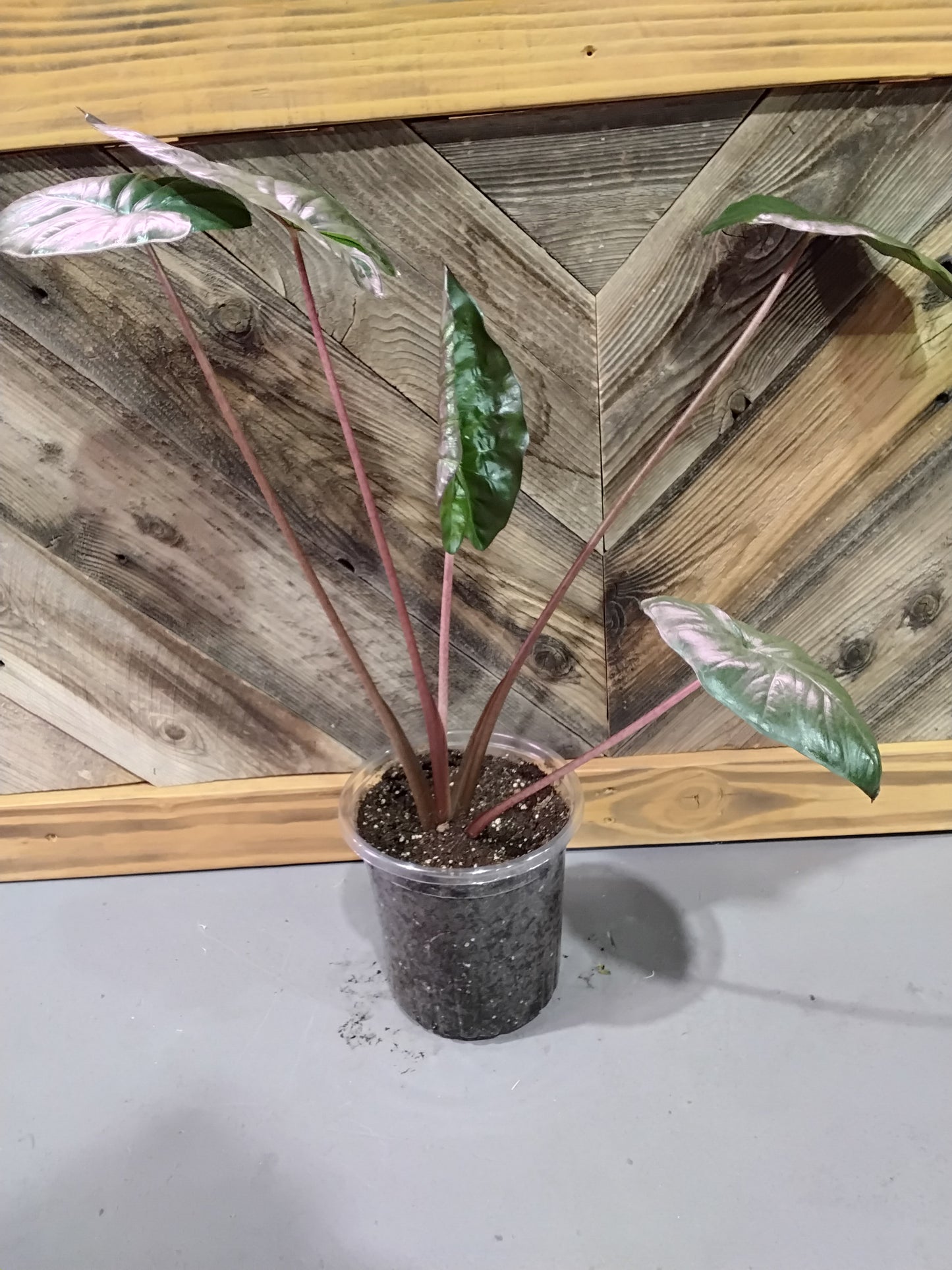 Alocasia Sarawakensis 'Yucatan Princess' (Alocasia Yucatan Princess)
