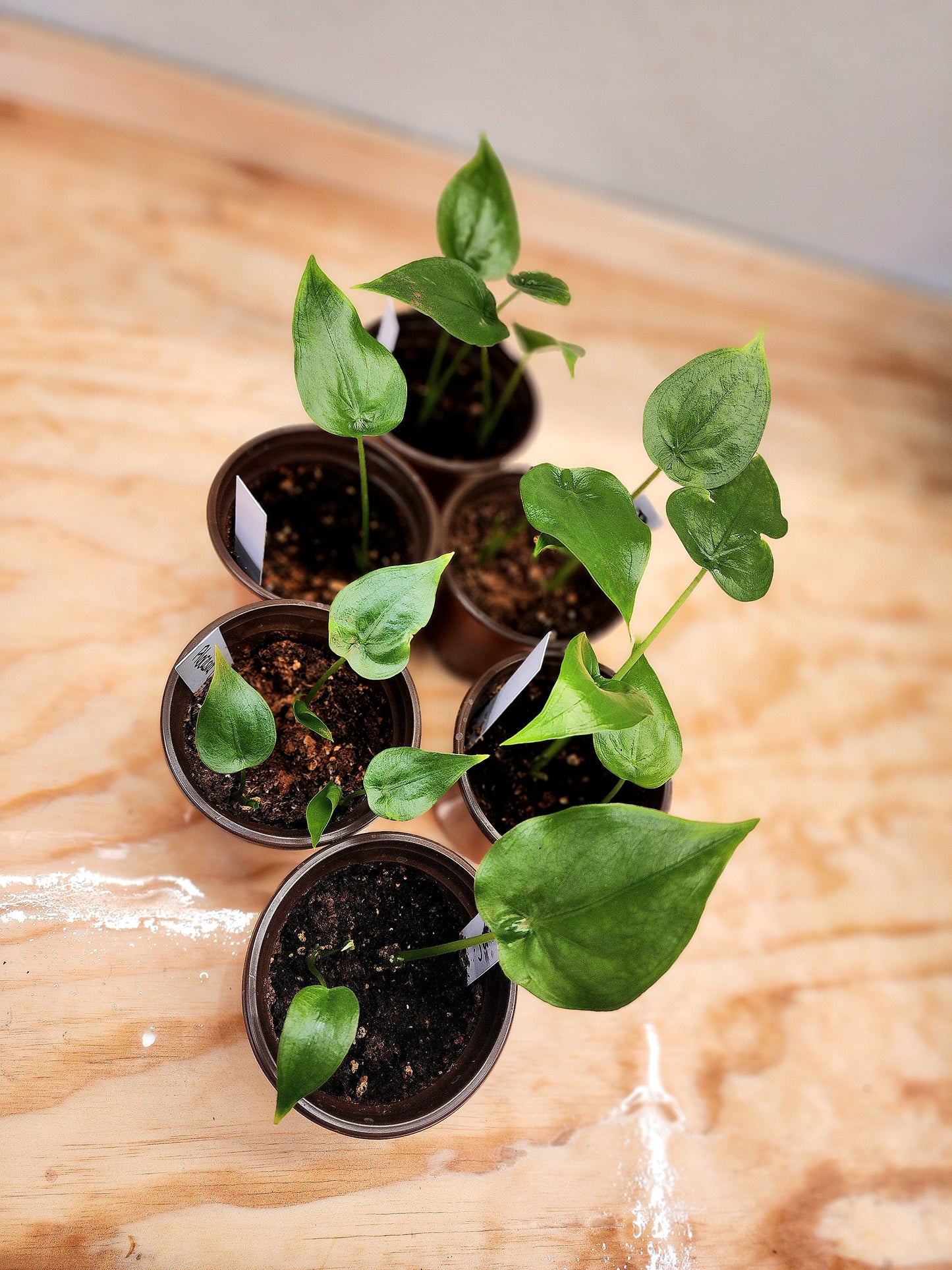 Alocasia Cucullata (Chinese Taro Plant)