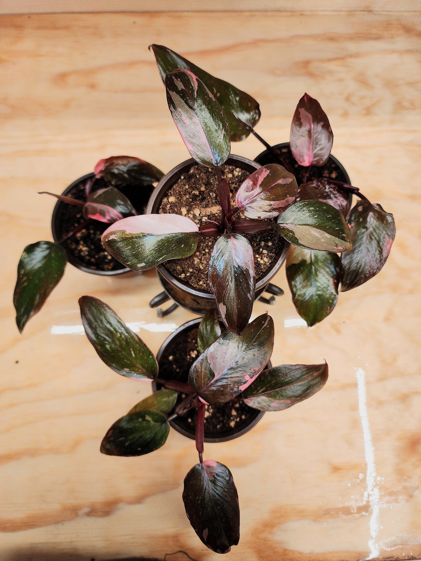 Philodendron Erubescens (PINK Princess)