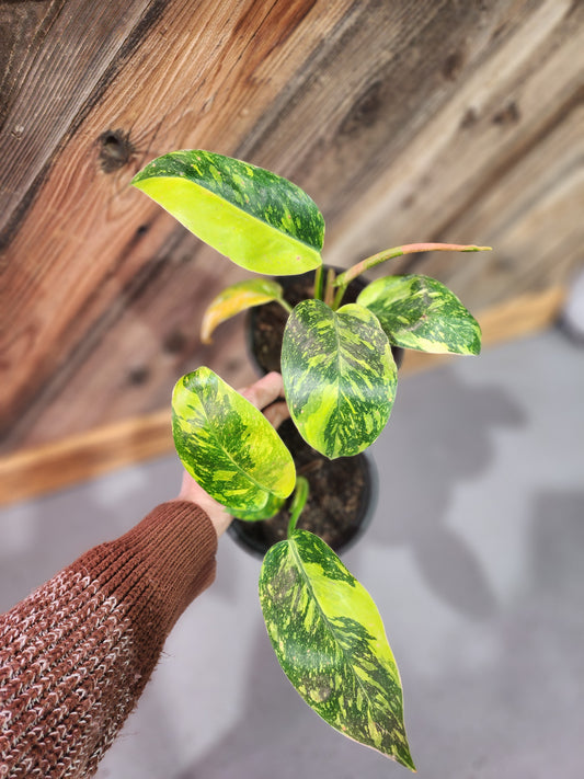 Philodendron 'Green Congo Nuclear'
