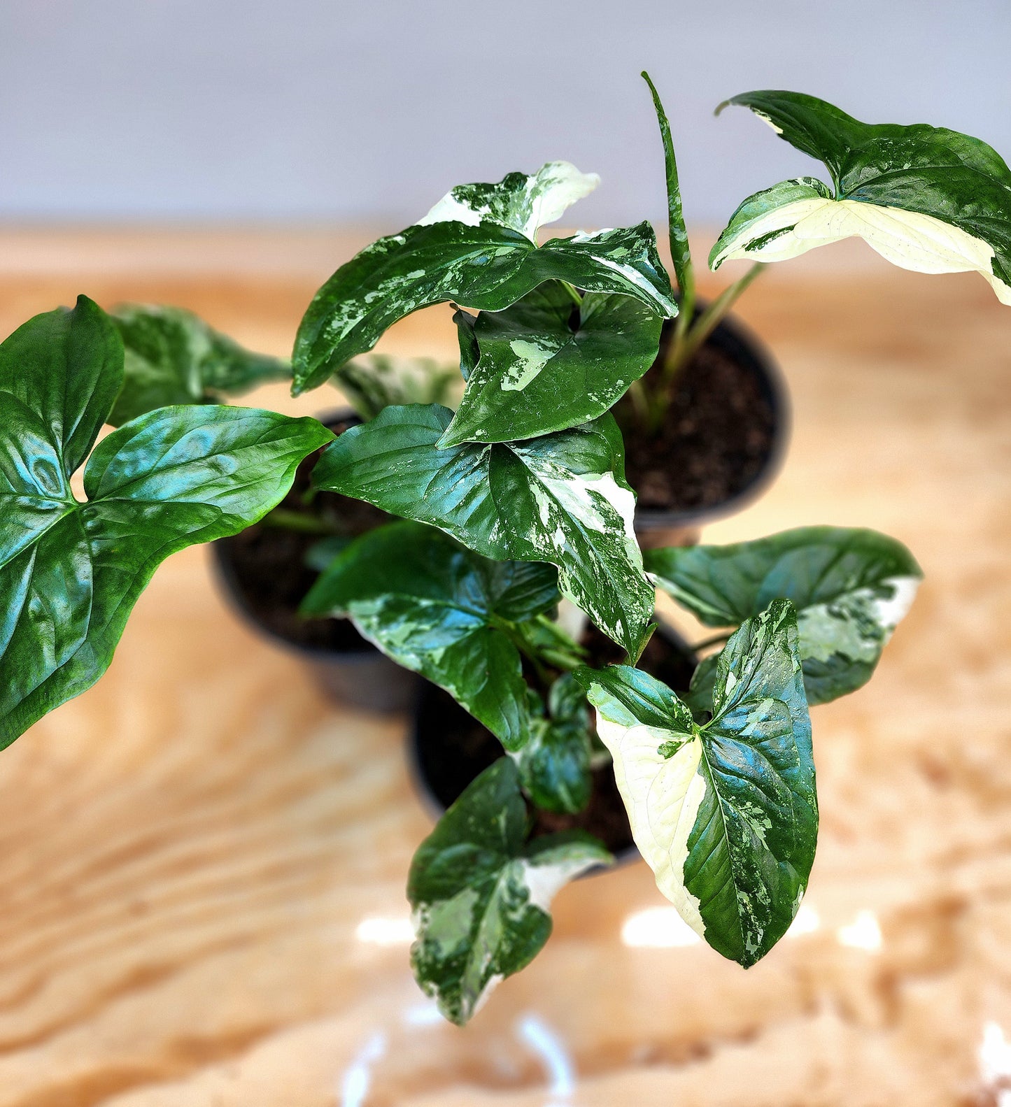 Syngonium podophyllum albo-variegatum (Variegated Arrowhead Vine)