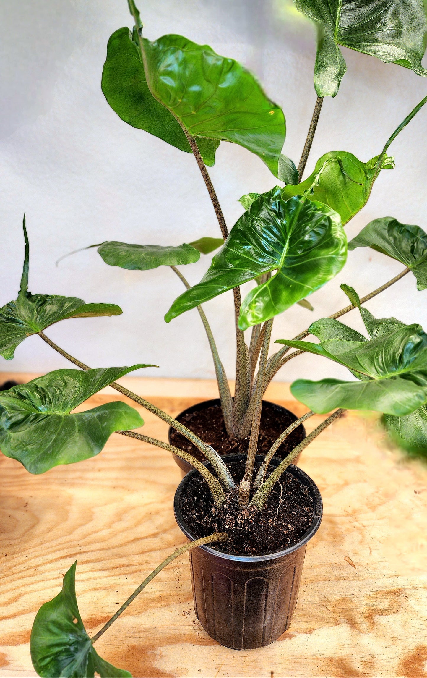 Alocasia Macrorrhizos (Alocasia Stingray)