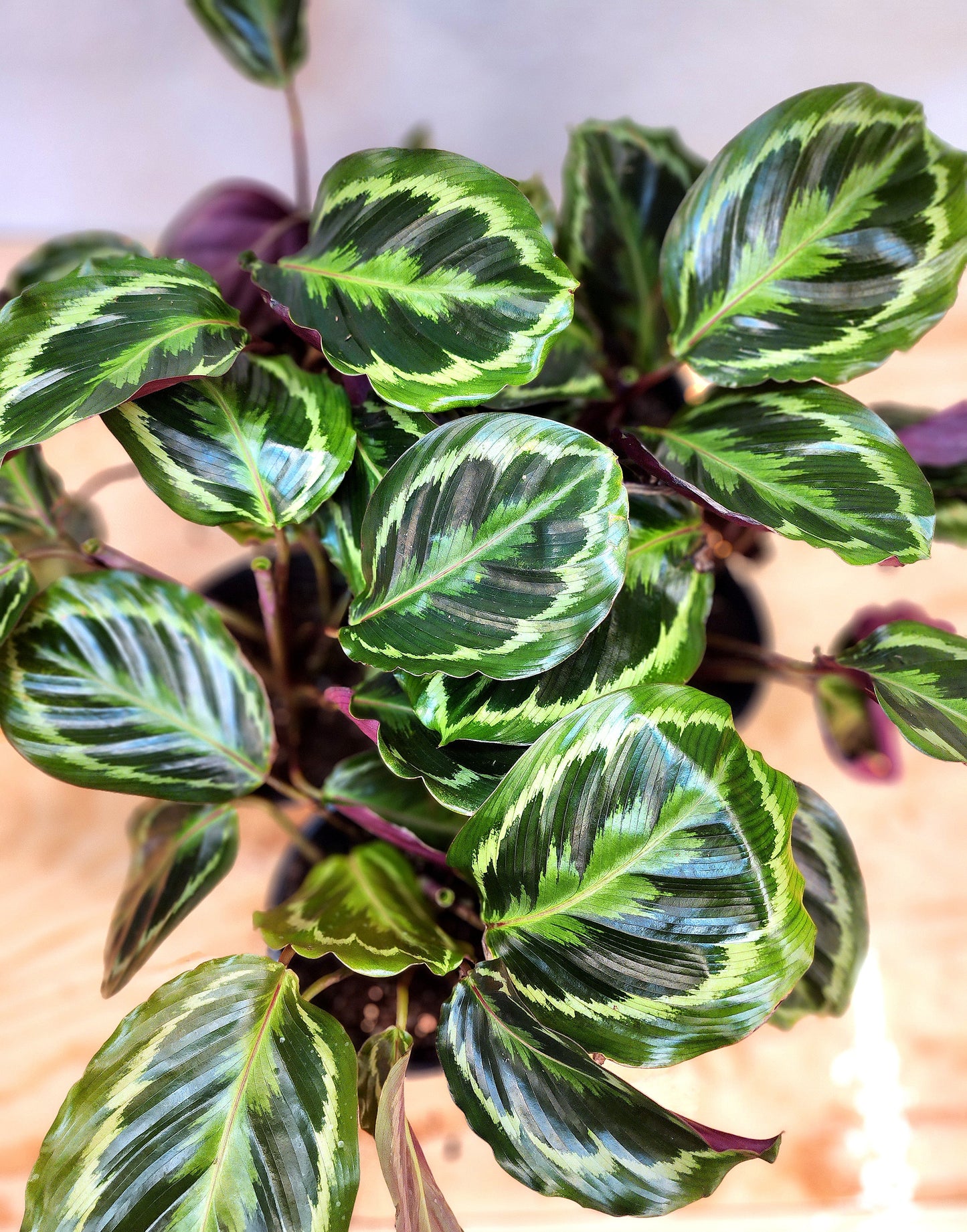 Goeppertia Veitchiana (Calathea Medallion)