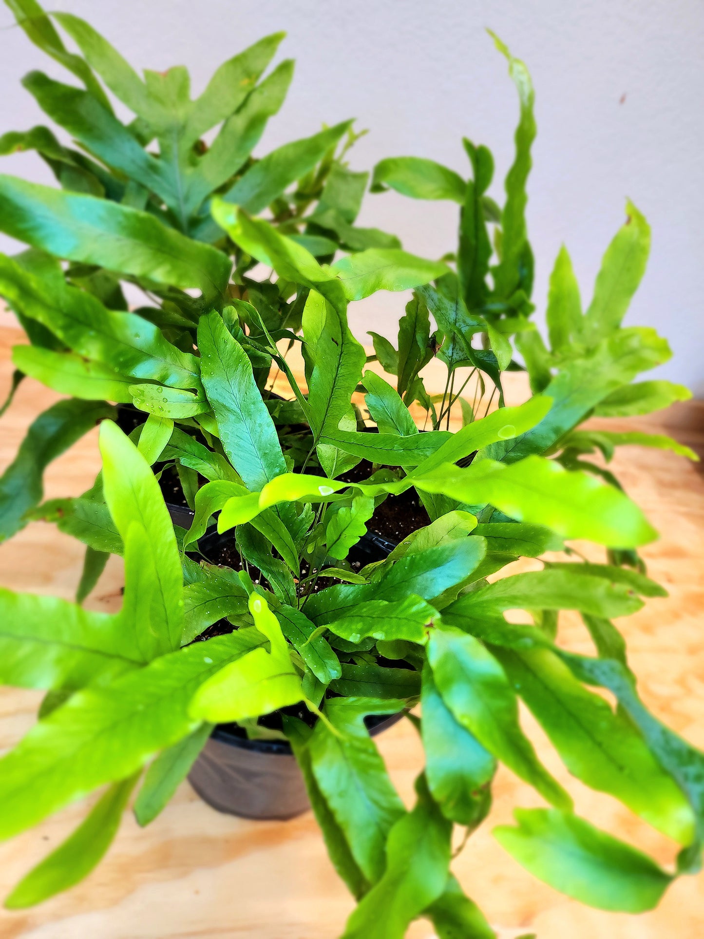 Microsorum Pustulatum (Kangaroo Fern)