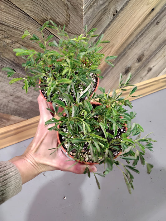 Mimosa Pudica (Shameplant)