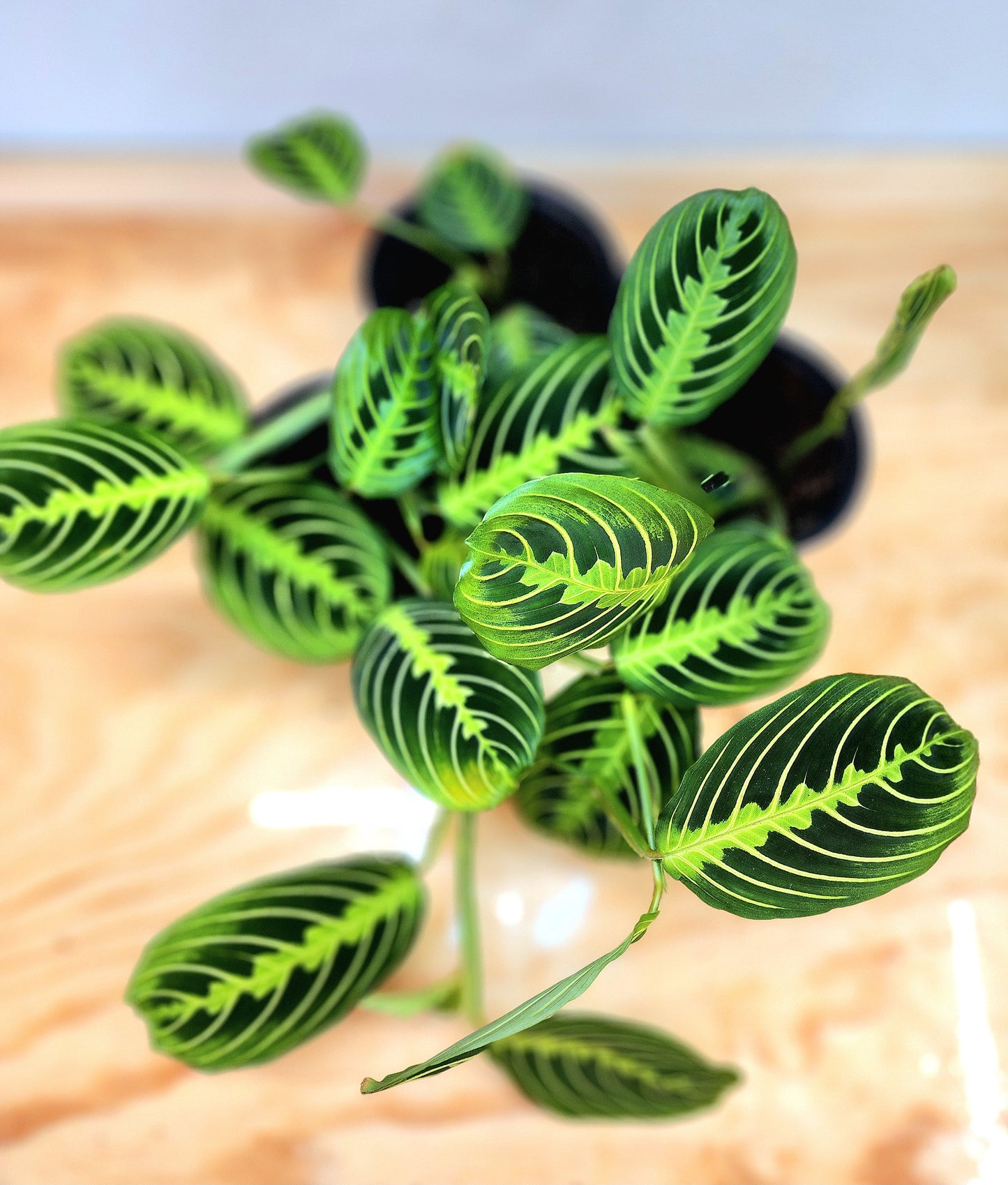 Maranta Leuconeura (Lemon-Lime Maranta)