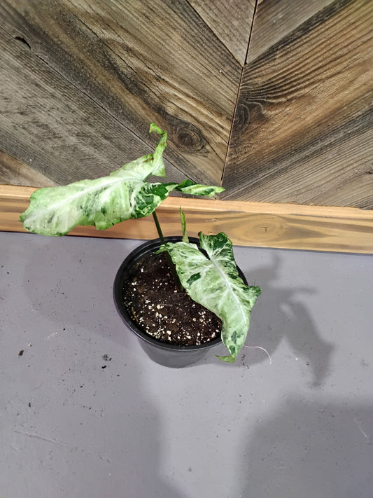 Syngonium Podophyllum 'Three Kings'