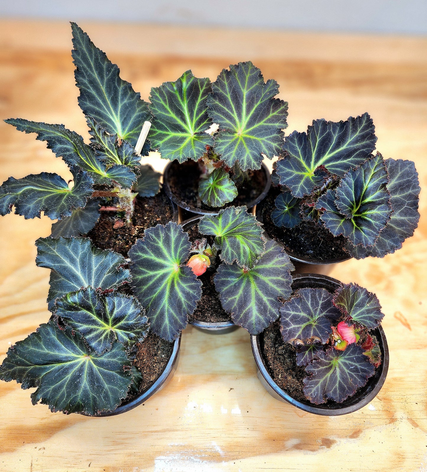 Begonia Tuberhybrida (Begonia Mocca Cherry)