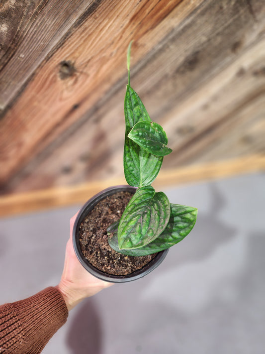 Monstera Karstenianum (Monstera Peru)