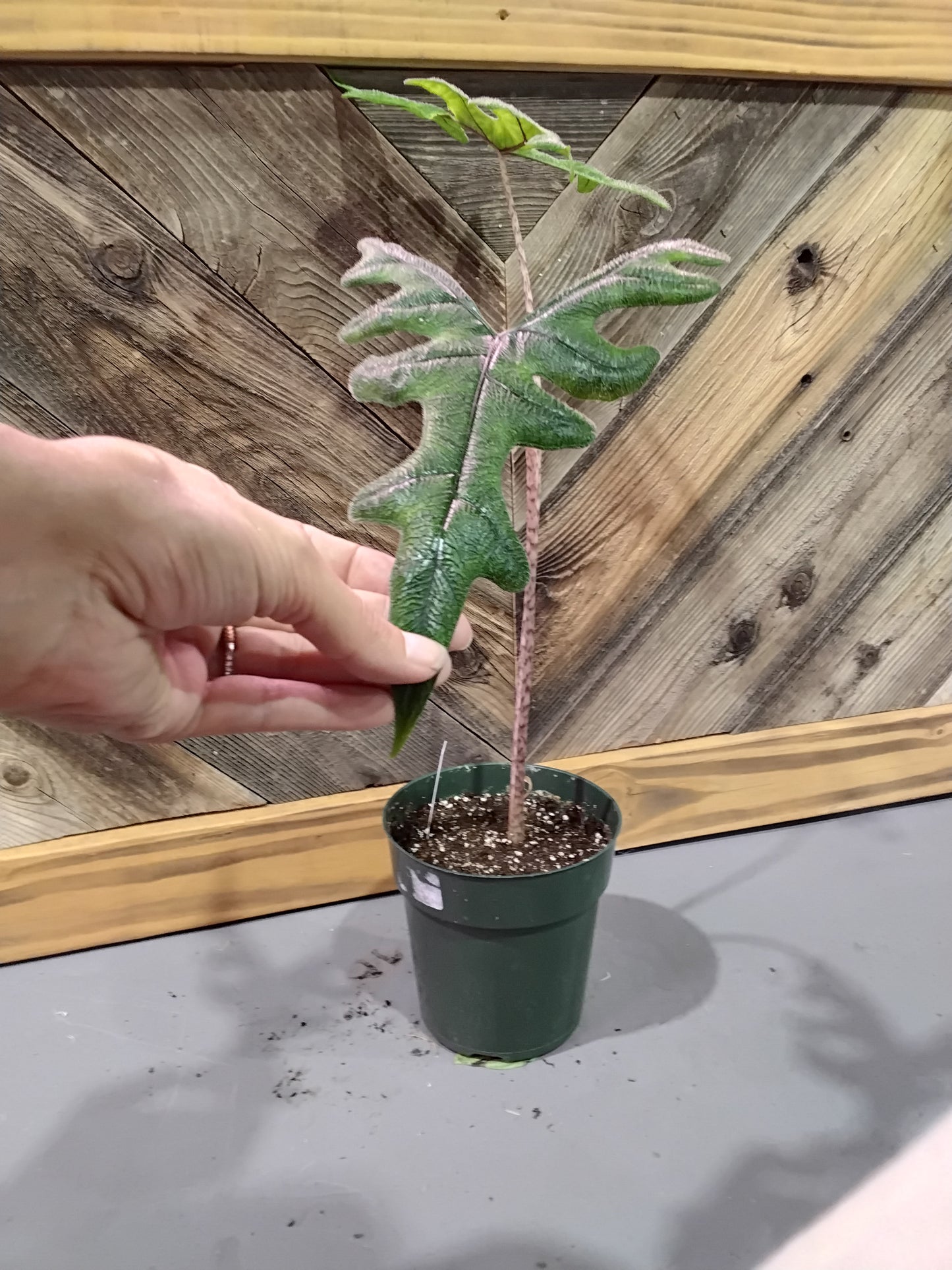 Alocasia Tanduk Rusa (Alocasia Jacklyn)