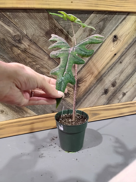 Alocasia Tanduk Rusa (Alocasia Jacklyn)