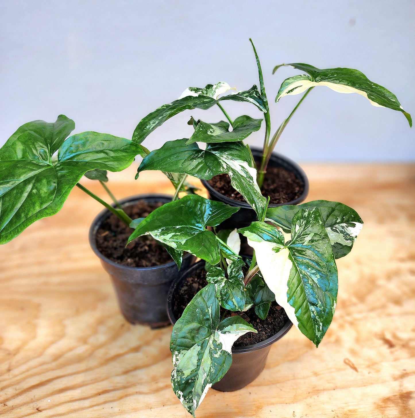 Syngonium podophyllum albo-variegatum (Variegated Arrowhead Vine)