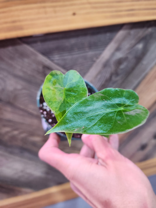 Alocasia Gageana Aurea (Alocasia Aurea)