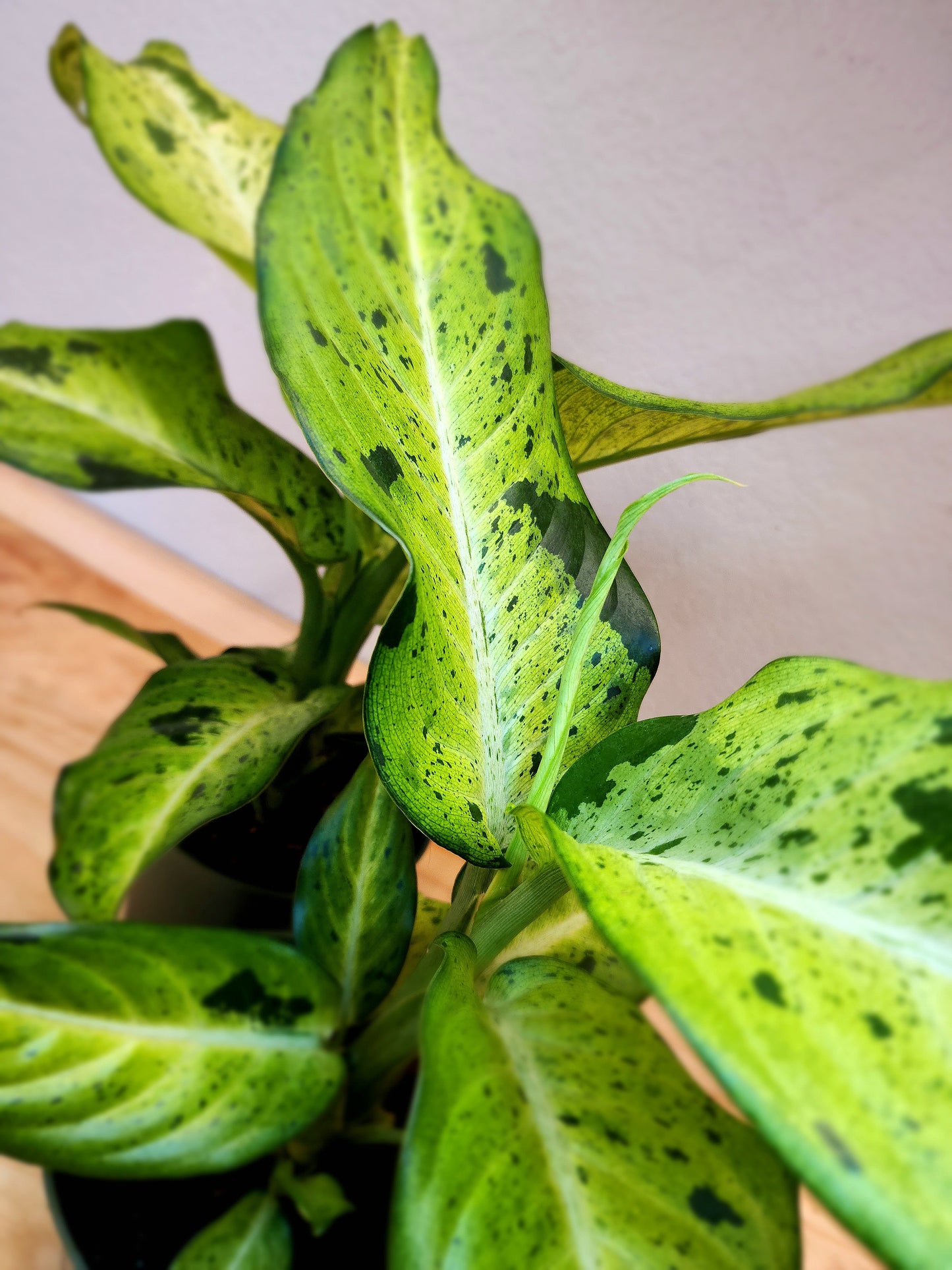 Diffenbachia Camouflage (Dumb Cane)