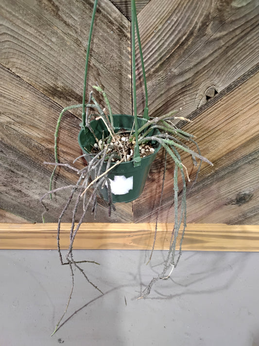 Cynanchum Marnierianum (Dead Stick Plant)