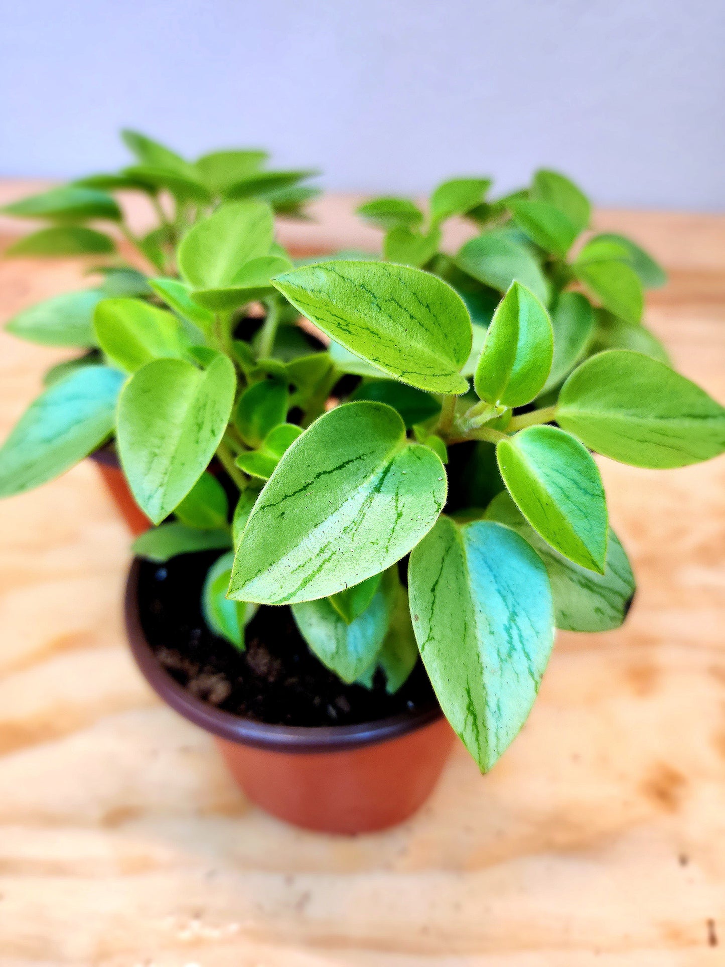 Peperomia Orba (Pixie Lime Peperomia)