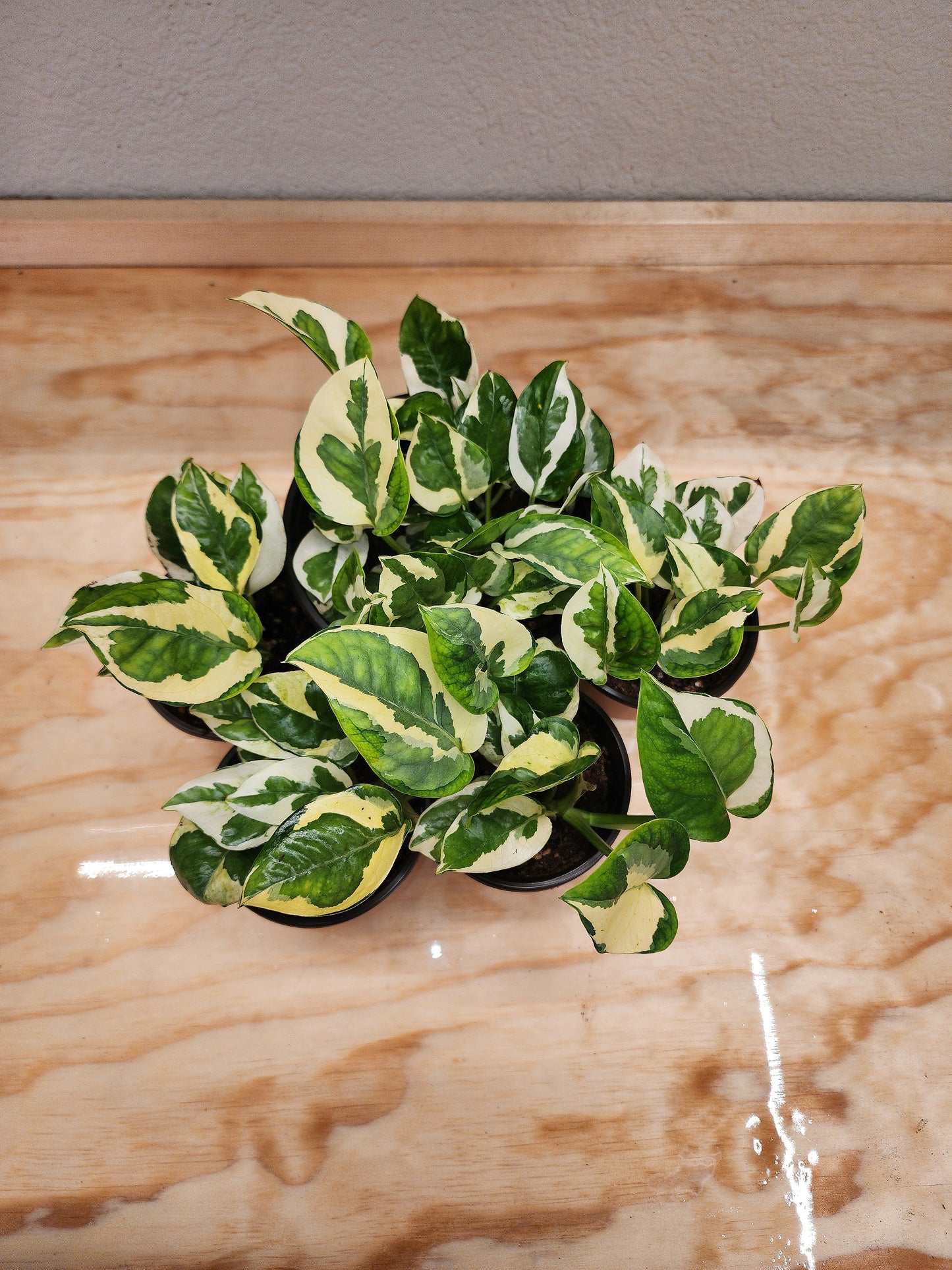 Epipremnum Aureum 'N'Joy (Pothos n' Joy)