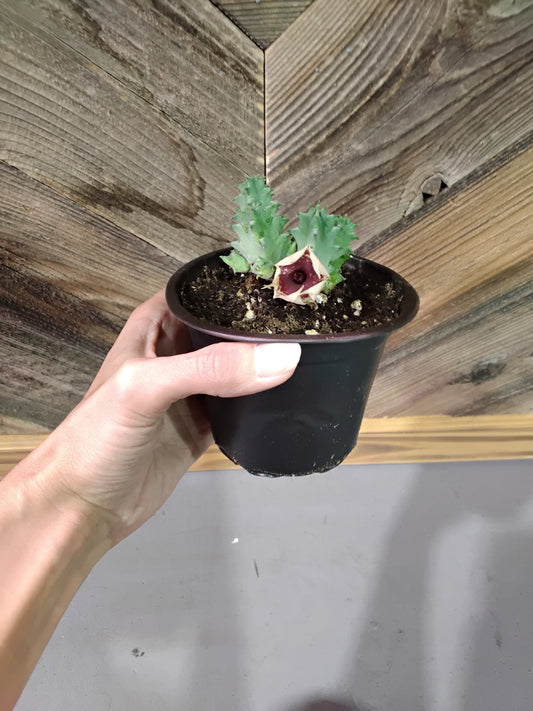 Huernia Zebrina (Carrion Flower)