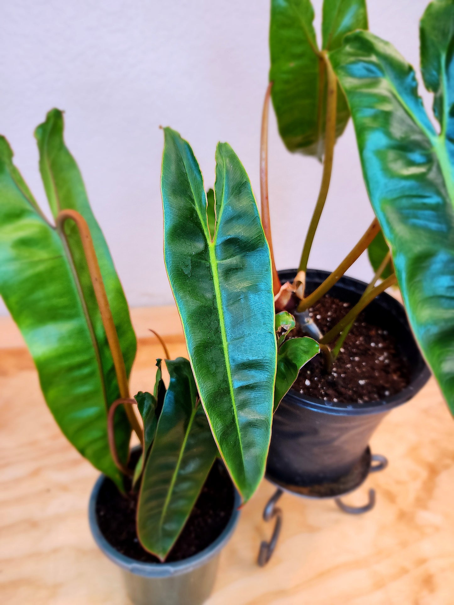 Philodendron Billietiae
