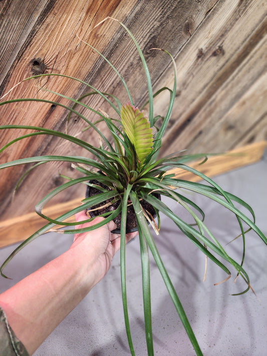 Wallisia Cyanea (Pink Quill Plant)