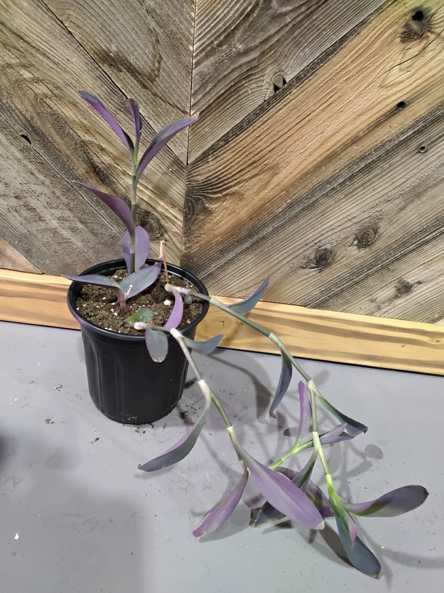 Tradescantia Padilla (Purple Heart Plant)